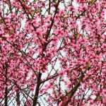 Pessegueiro e nectarineira: plantação, poda e manutenção