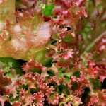 Cultivar alfaces com sucesso