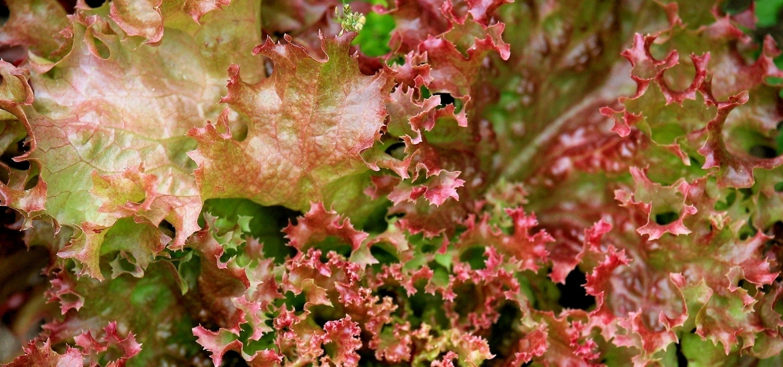 Cultivar alfaces com sucesso