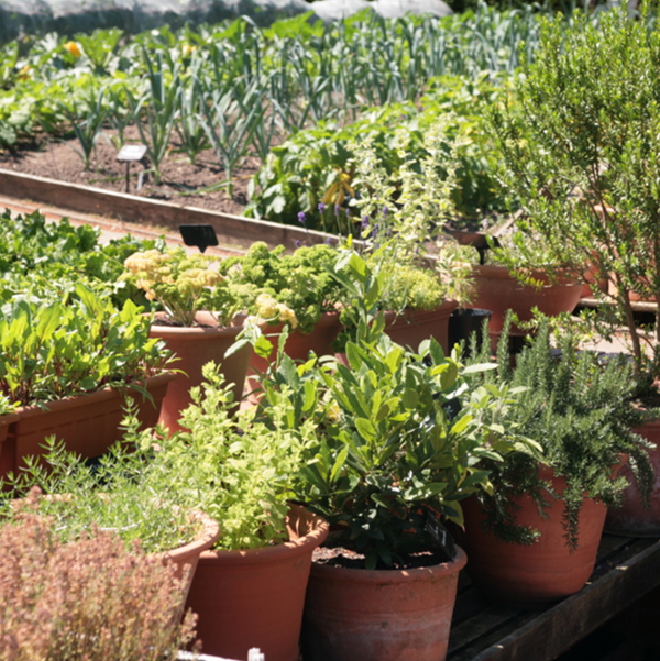 Aromáticas: 5 boas formas de as integrar no jardim