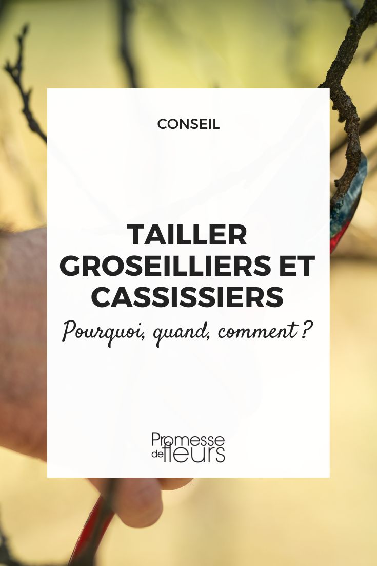 Podar groselheira e groselheira-preta