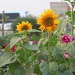 Flores na horta? 7 plantas indispensáveis