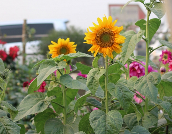 Flores na horta? 7 plantas indispensáveis