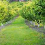 A caiação das árvores de fruto