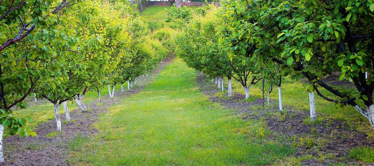 A caiação das árvores de fruto