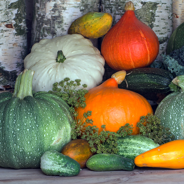 Semear e cultivar abóboras-gigantes, curgetes e outras abóboras: é simples e é agora!