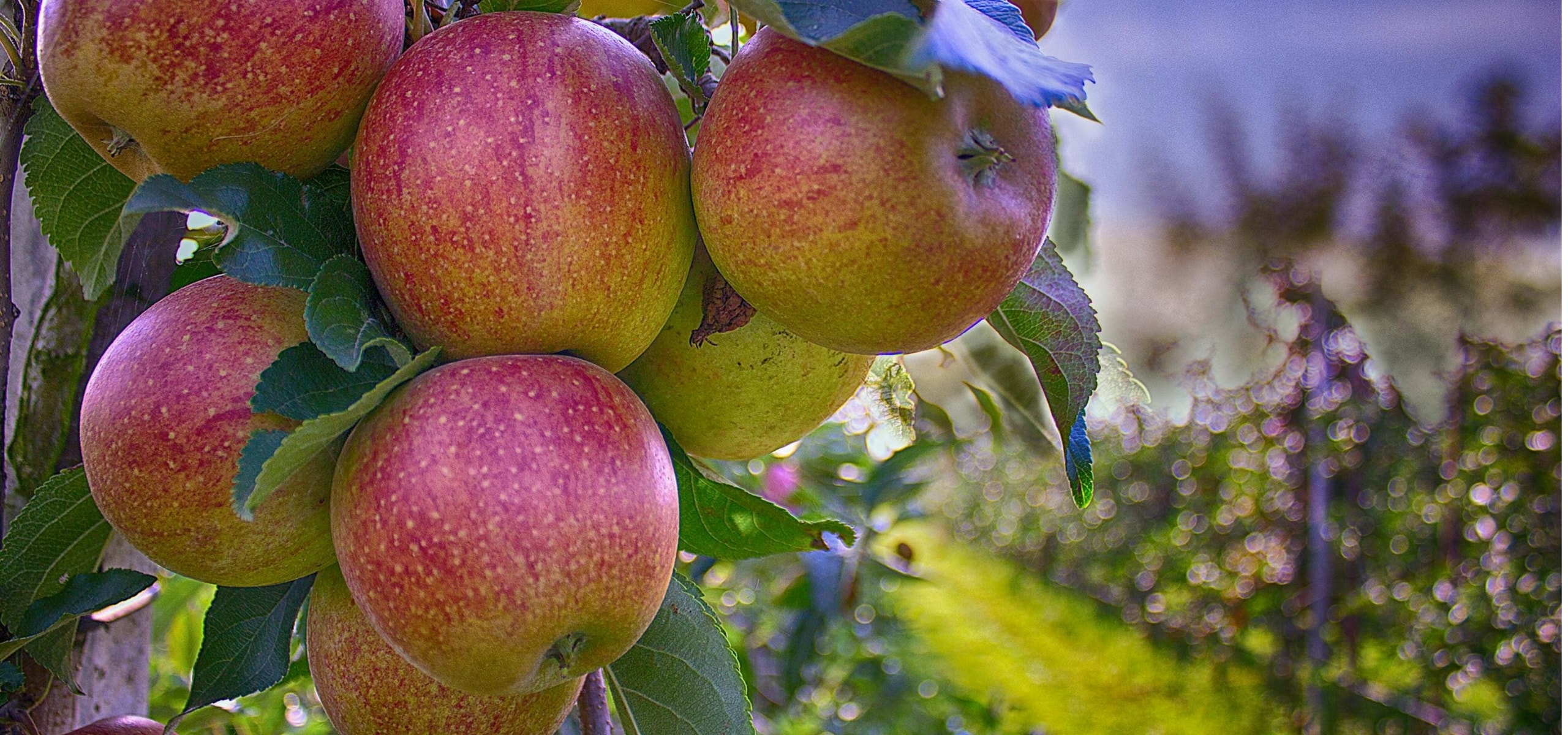 Criar um pomar: como escolher bem as suas árvores de fruto