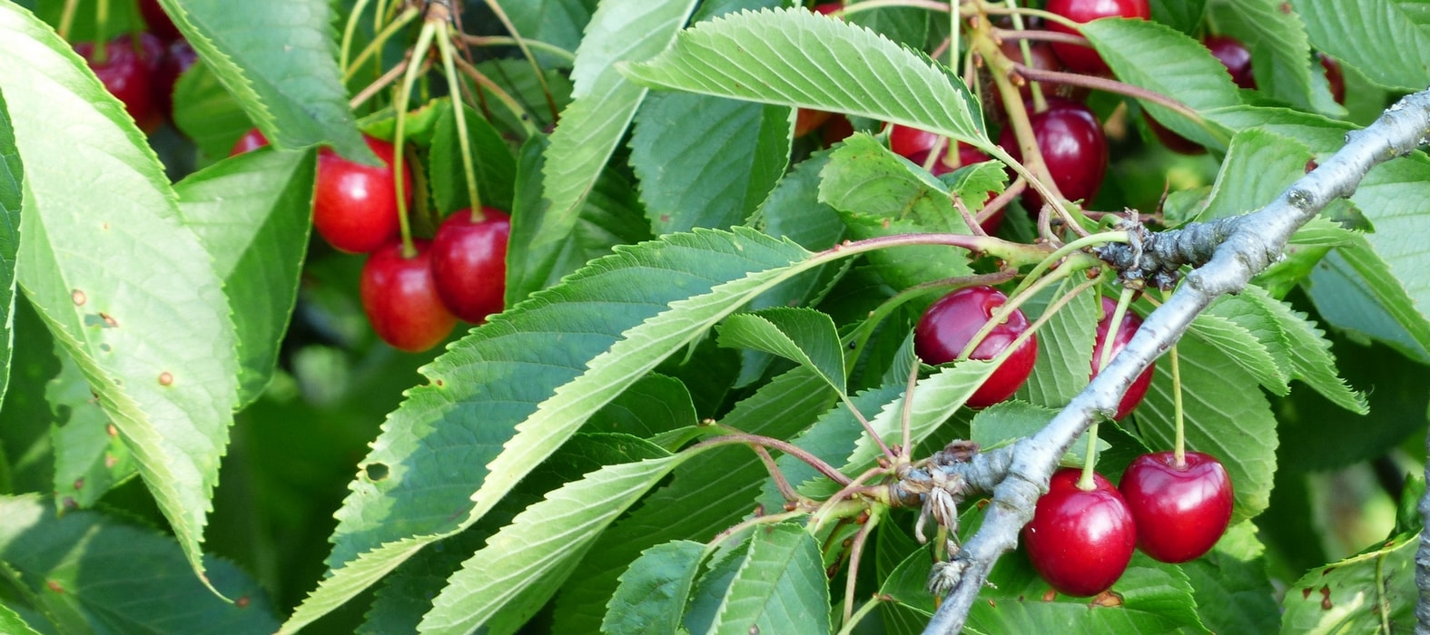 Como proteger as suas árvores de fruto dos pássaros?