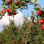 Árvores de fruto: proteger o seu pomar de forma natural
