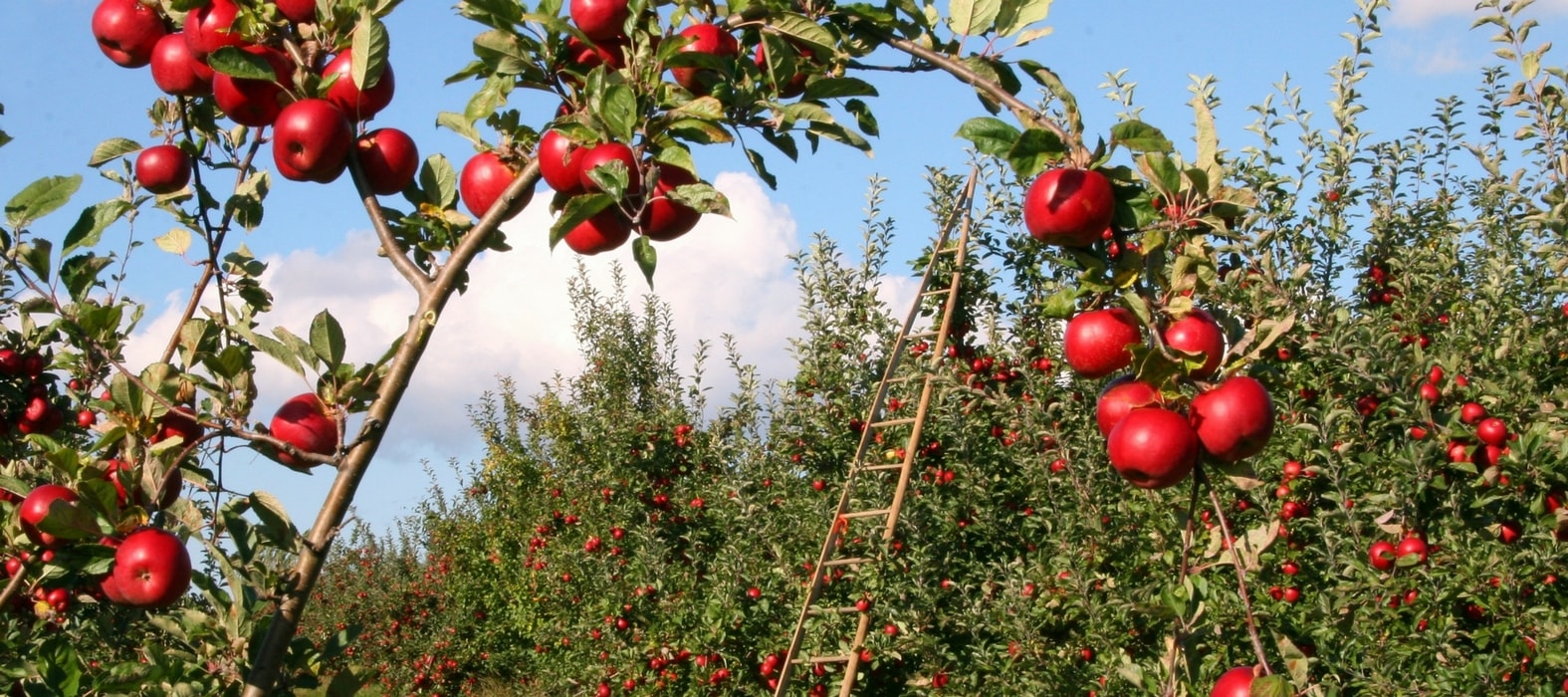 Árvores de fruto: proteger o seu pomar de forma natural