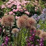 Alho ornamental: deves cortar as flores murchas?