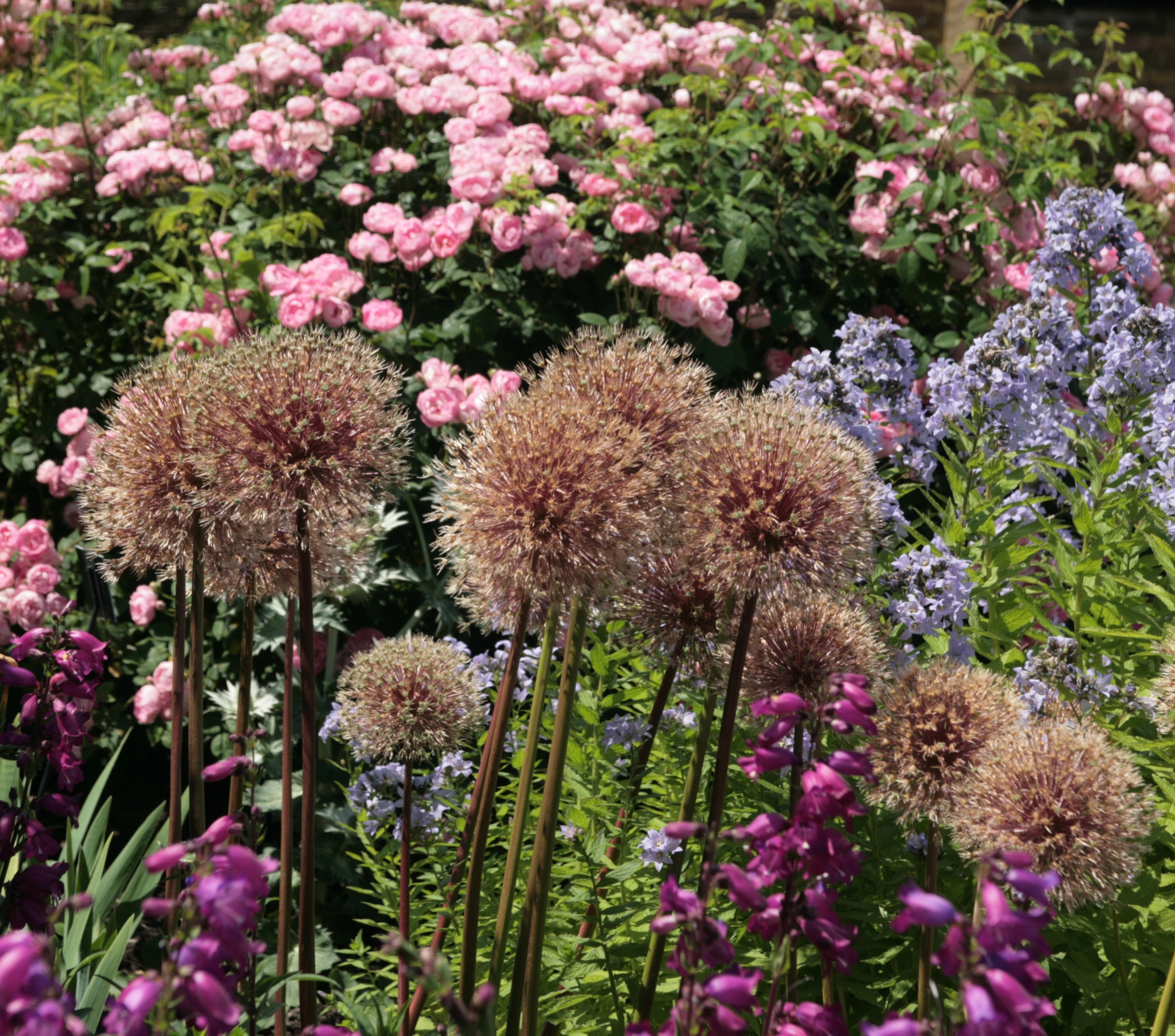 Alho ornamental: deves cortar as flores murchas?