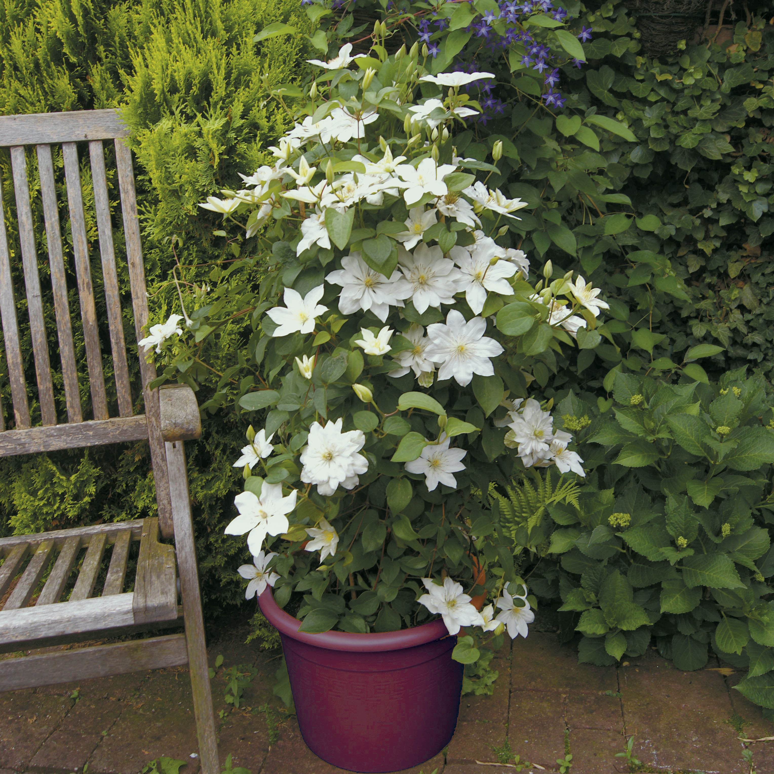Testei na minha varanda: a clematite em vaso