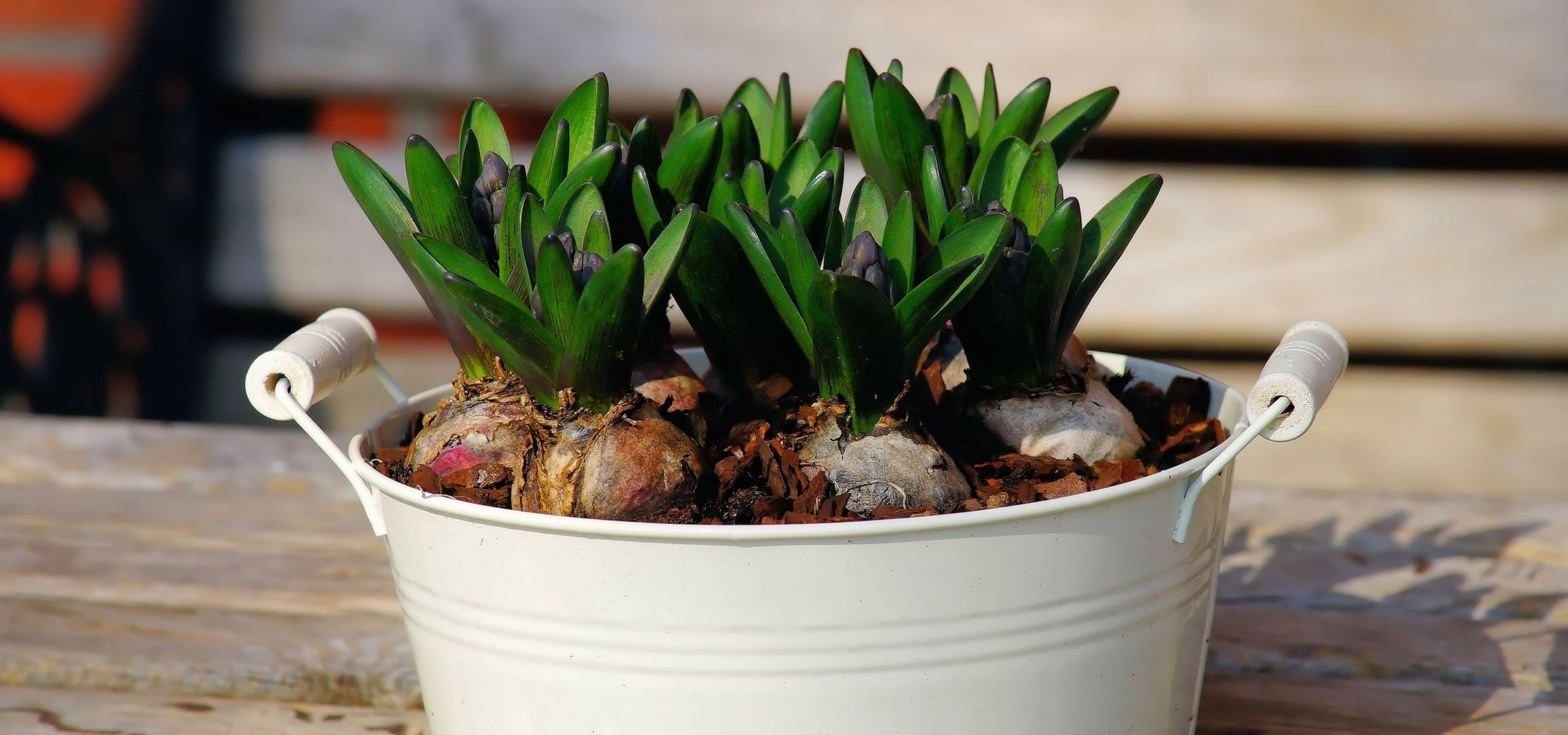 Como plantar bolbos preparados para forçagem em interior