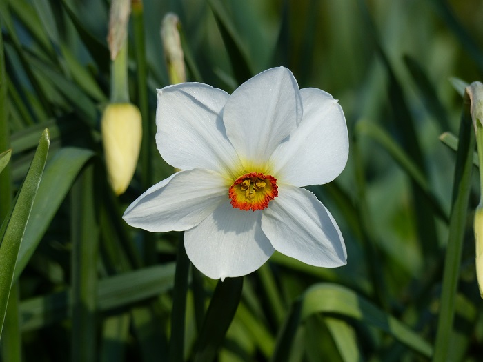 Top 15 dos narcisos do meu jardim