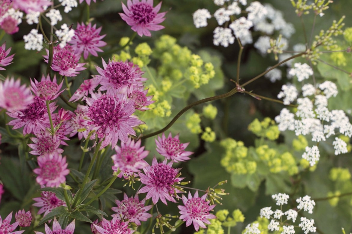 Astrância: plantar, cuidar e associar no jardim