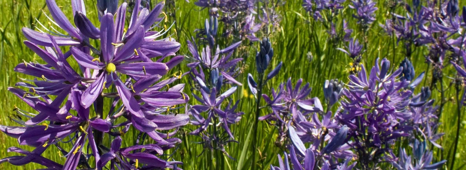 Camassia: plantar, cuidar e associá-la no jardim