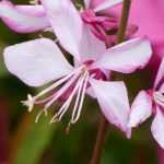 Gaura: plantar e cultivar