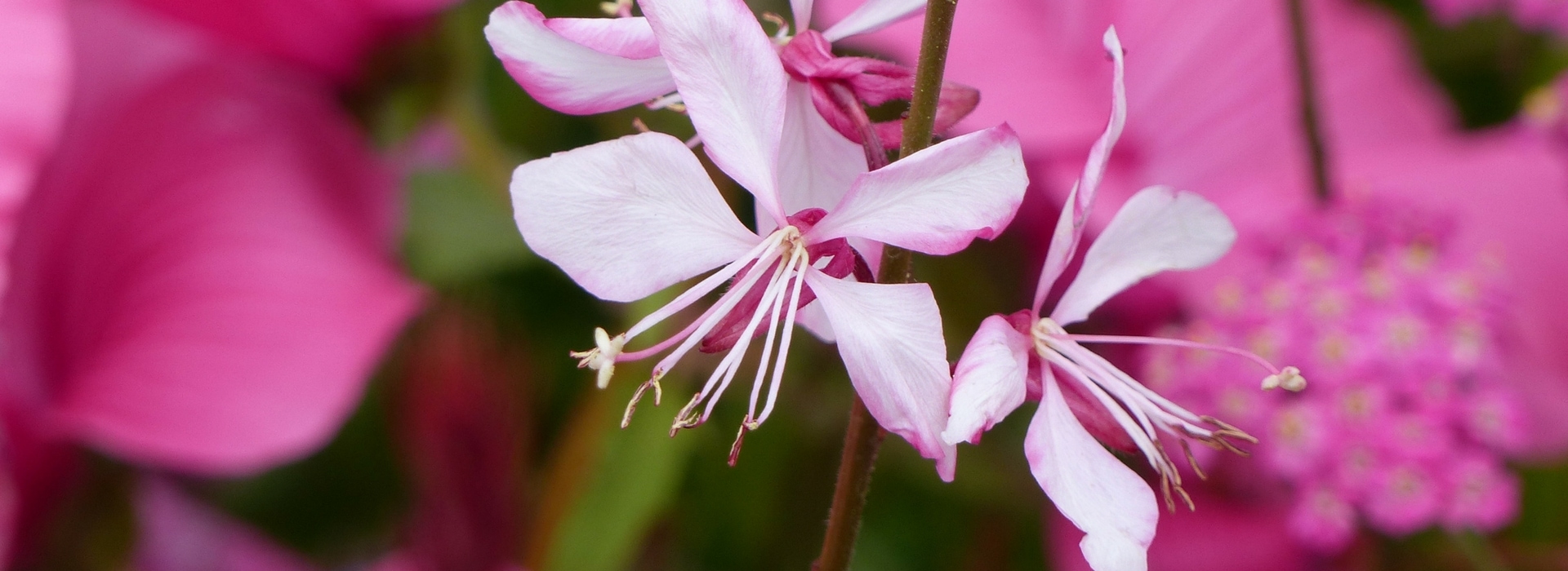 Gaura: plantar e cultivar
