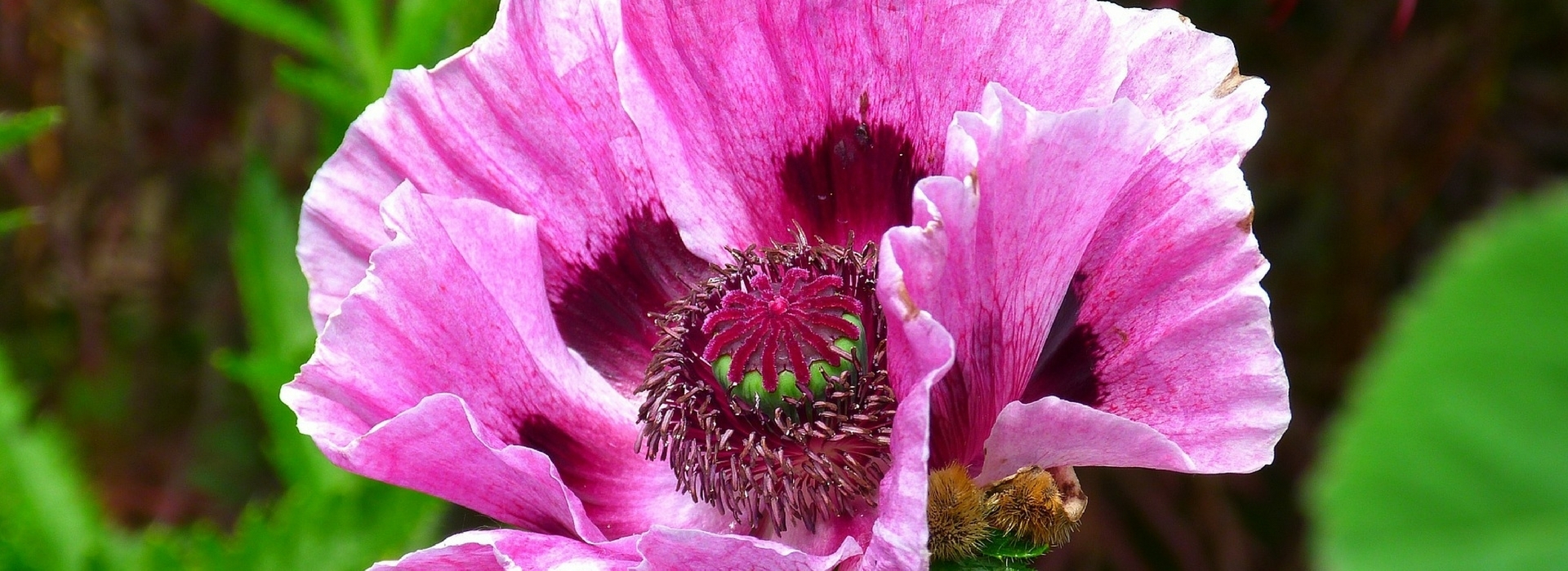 Papoilas-orientais: como as cultivar?