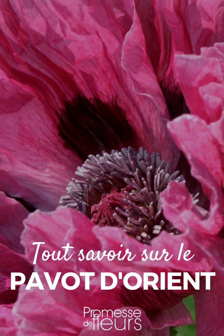 papoila-oriental (Papaver orientale)