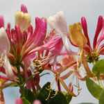 Madressilva: plantação, poda e cuidados
