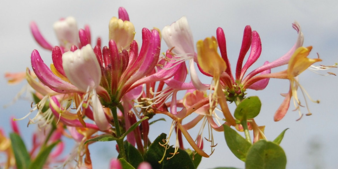 Madressilva: plantação, poda e cuidados