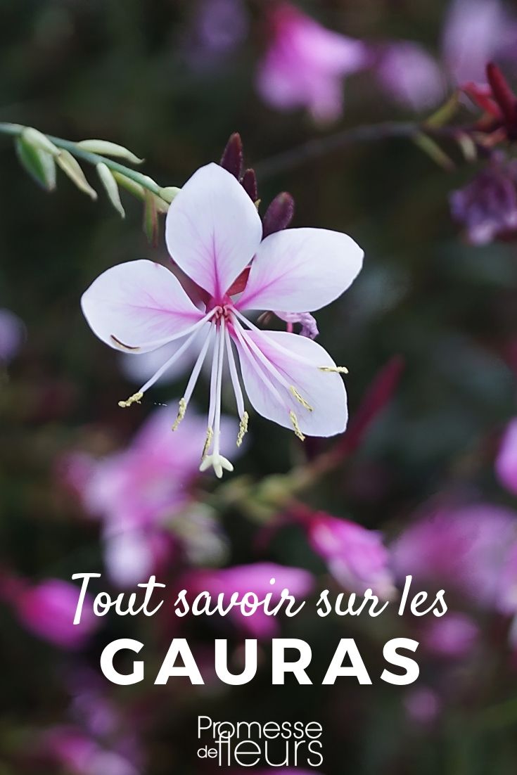 Gaura: plantação, cultivo e cuidados
