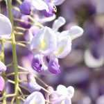 Glicínia: como a plantar, podar e cuidar