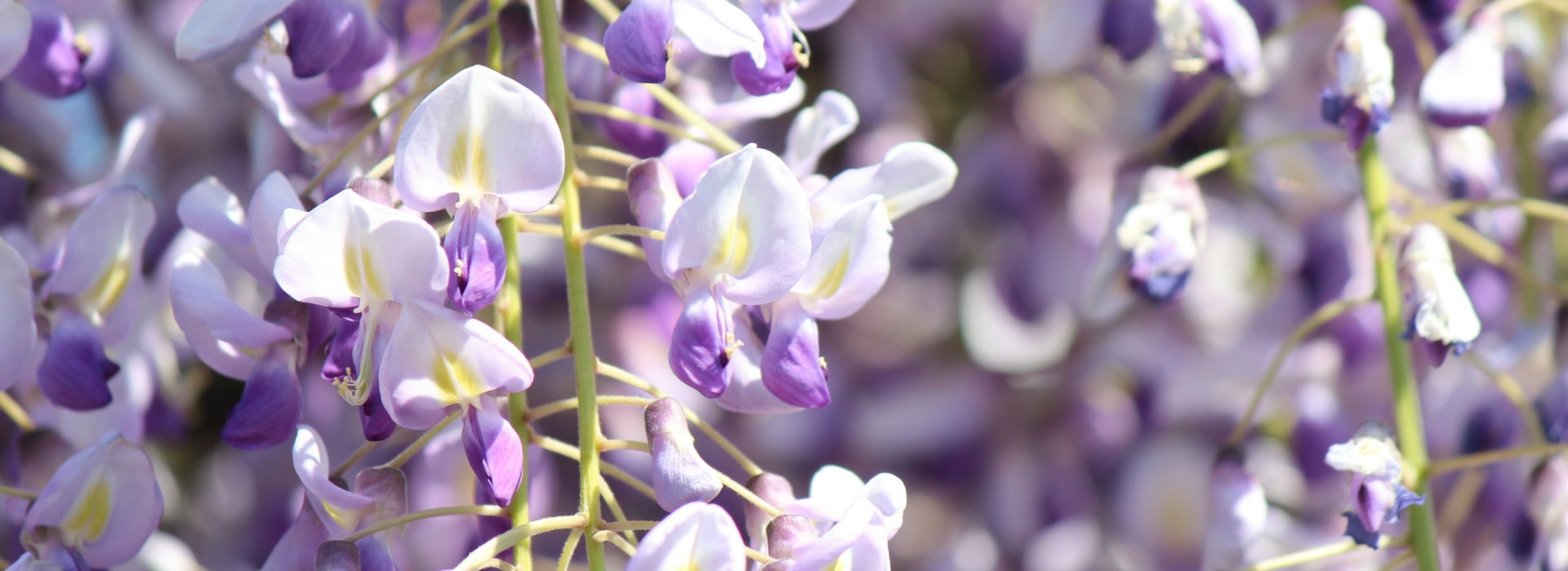 Glicínia: como plantá-la, podá-la e cuidar dela