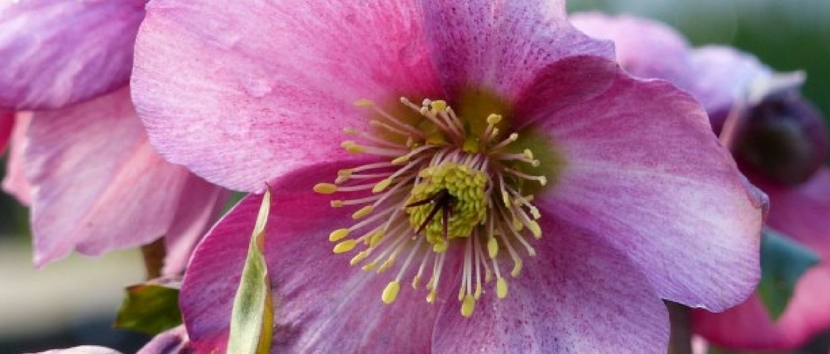 Heléboros: como plantar e cultivar