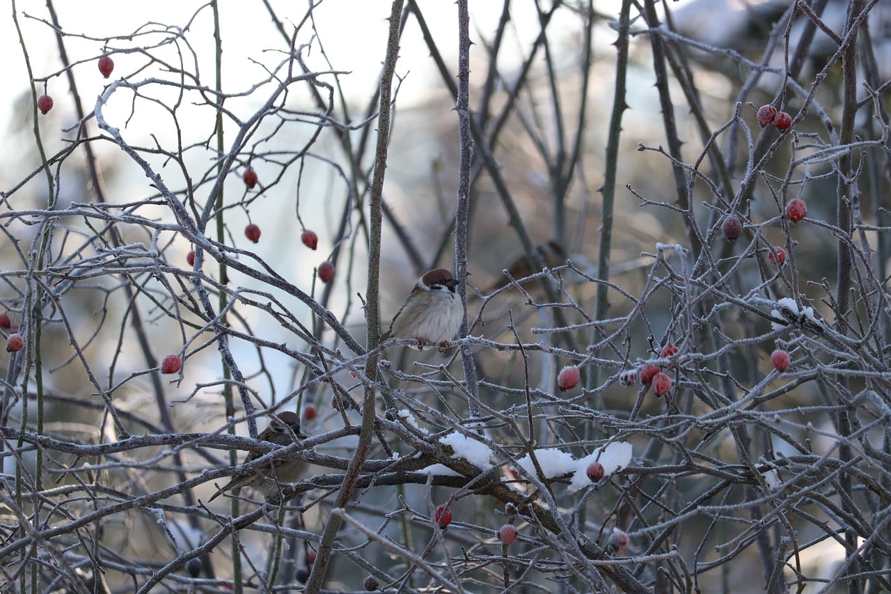 O frio está a chegar: protege o teu jardim