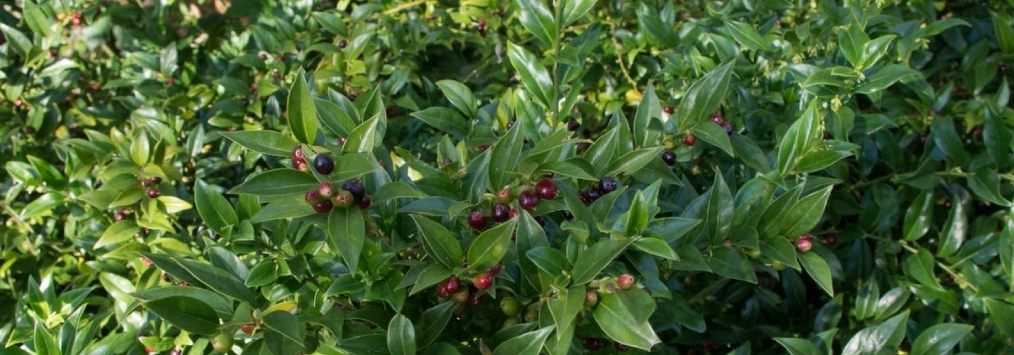 Sarcococa: como cultivar e podar
