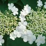 Viburnum (viburno): plantar, podar e cultivar