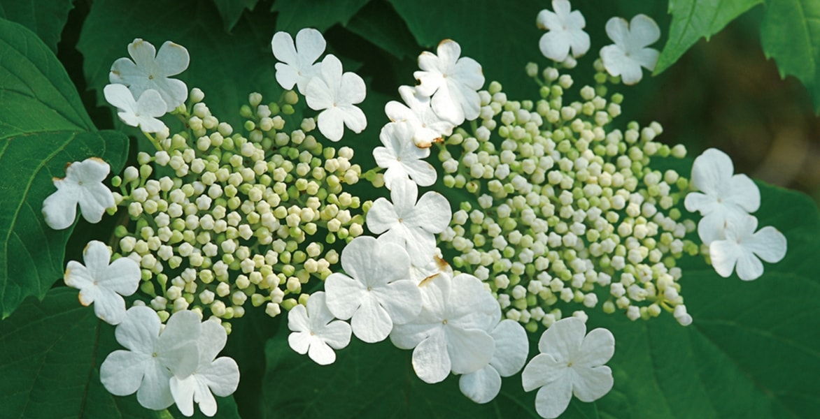 Viburnum, viburno: como plantá-lo, podá-lo e cultivá-lo