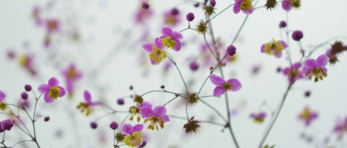 Thalictrum, talíctro: plantação, cultivo e associação