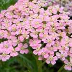 Milefólio, Achillea: plantar, cultivar e cuidar