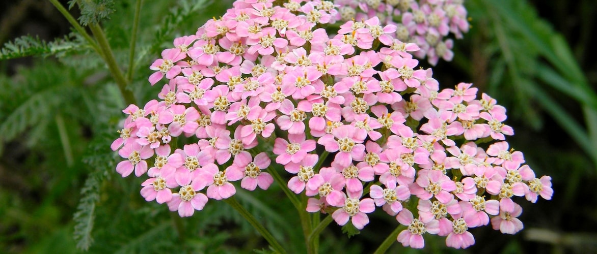 Milefólio, Achillea: plantar, cultivar e cuidar