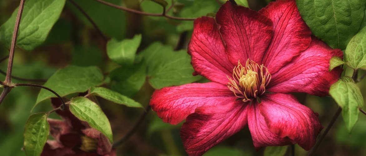 Clematites: plantar, podar e cuidar