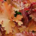 Sinos-de-coral: plantação, cultivo e cuidados