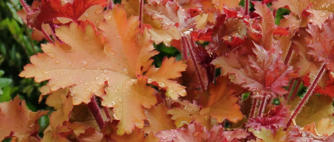Sinos-de-coral: plantação, cultivo e cuidados