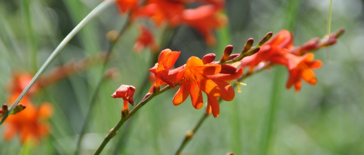 A montbrécia (Crocosmia): 9 ideias de associações