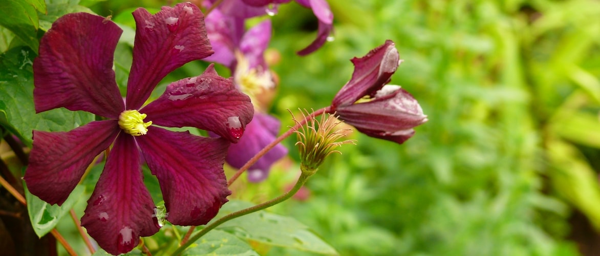 Tudo sobre a estaquia das clematites