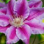 Clematites: Que variedade escolher?