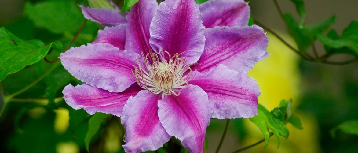 Clematites: Que variedade escolher?