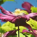 Como estacar e tutelar as clematites?