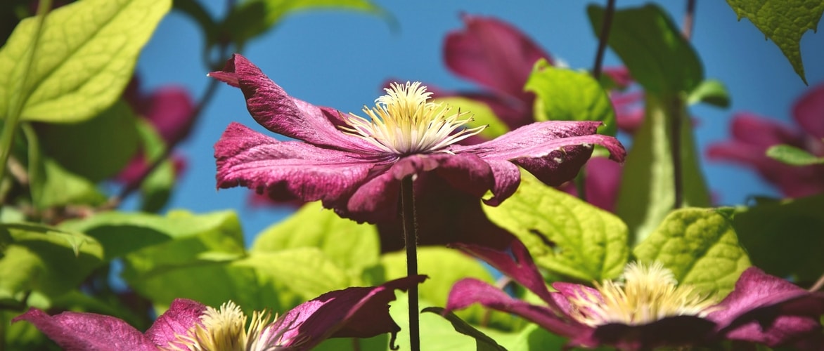 Como estacar e tutelar as clematites?