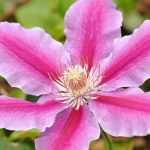 Como podar e tratar as clematites?