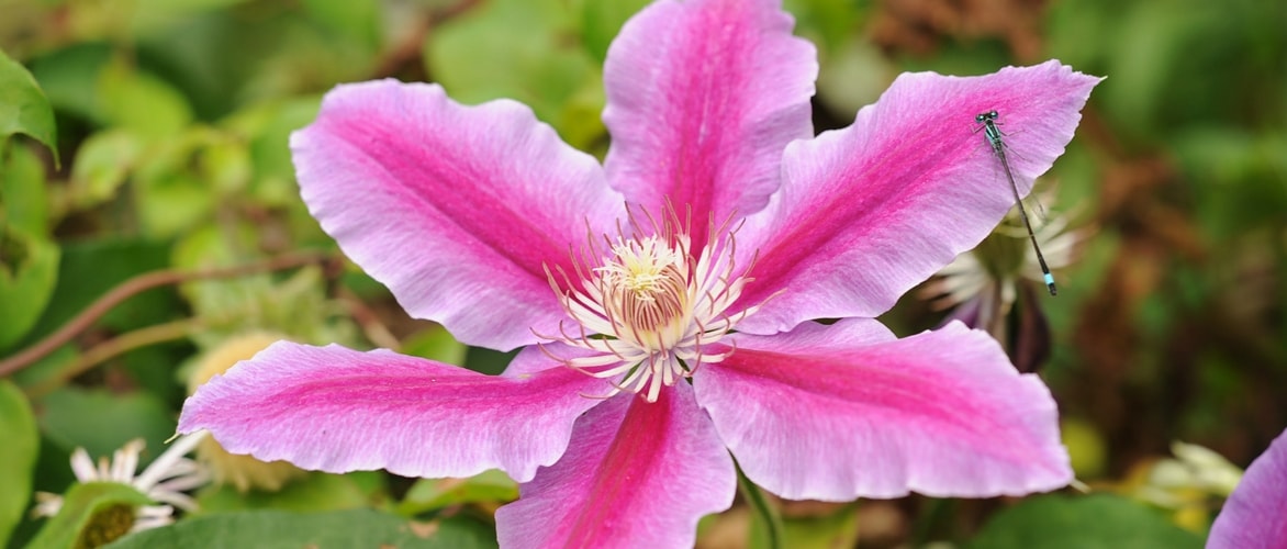 Como podar e tratar as clematites?