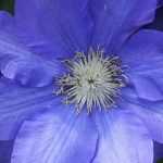 As doenças das clematites